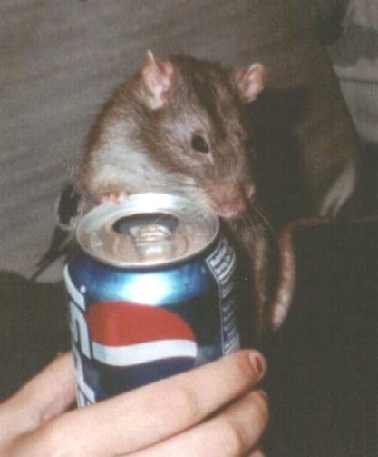 Rat